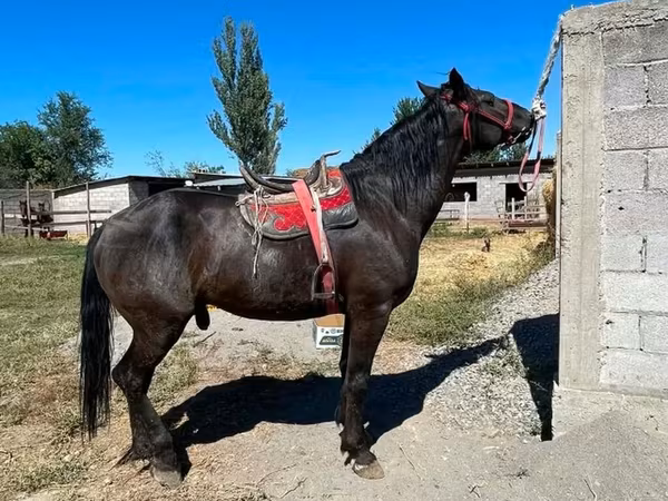 ม้าตัวผู้, Karabair horse