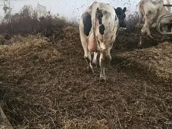 گائے, Russian Black pied cattle