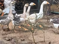 Geese — foto 1