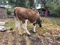 Mucca, Simmental cattle — foto 1