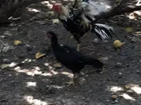 Chickens — عکس 3
