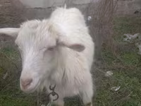 بز ماده, بز — عکس 4
