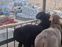 قوچ, Hissar sheep — عکس 2