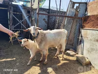 بز ماده, Saanen goat — عکس 1