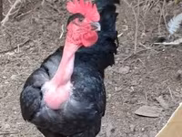 Chickens — photo 2