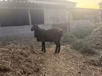 Pecora, Pecore — foto 1