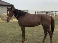 Aygır, Arabian horse — foto 3