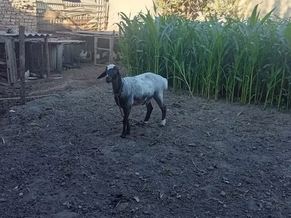 Beran, Blackheaded Persian sheep