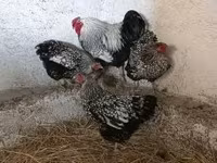 وياندوت — الصورة 5