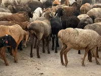 แกะตัวเมีย, Hissar sheep — รูปภาพ 2