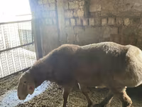 Baran, Arashan sheep — zdjęcie 3