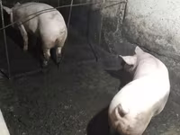 Sow, Pigs — photo 2