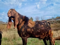 بز نر, Kamori goats — عکس 8