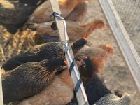 Chickens — fotografija 1
