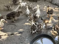 Ducks — รูปภาพ 5