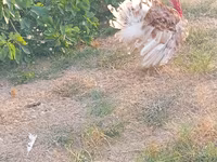 Turkeys — foto 3