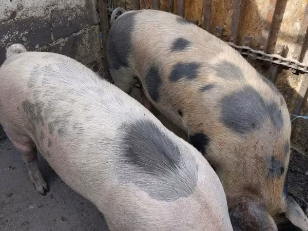 Vier, Porci