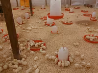 Chickens — تصویر 1