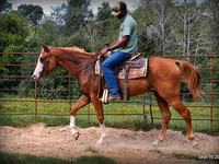 اسب نر, American paint horse — عکس 3