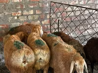 نعجة, Edilbay sheep — الصورة 1