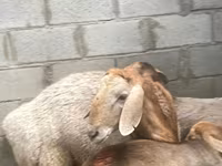 مینڈھا, Arashan sheep — تصویر 5