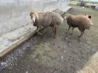 Biri-biri betina, Sheep — foto 2