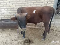 公牛, Cattle — 照片 5
