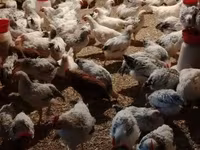 Chickens — புகைப்படம் 7