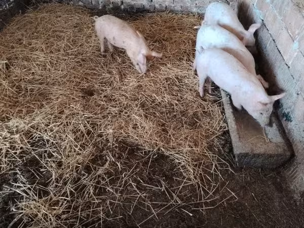 Porci (lot, sex nespecificat), Porci