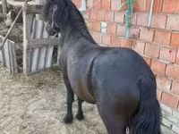 Koń, Konie — zdjęcie 3