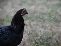 Australorp — 1. fotó