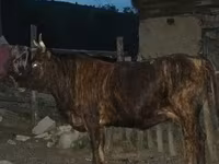 گاو نر, گاو — عکس 3