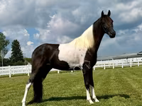 雄馬, Tennessee Walking Horse — 写真 4