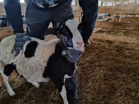 Domba jantan, Baerchuke sheep — foto 1