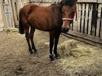 Ngựa cái, Kazakh horse — ảnh 3