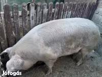 Schweine (Partie, Geschlecht nicht angegeben), Schweine — Foto 1