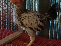 Chickens — foto 4
