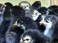 Chickens — foto 4