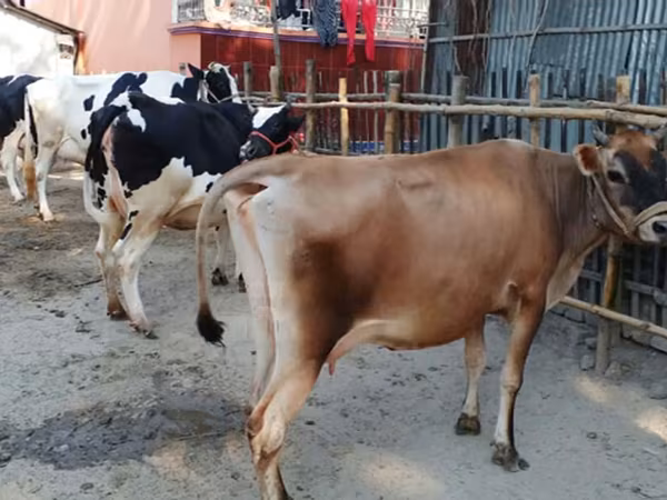 گاو ماده, گاو