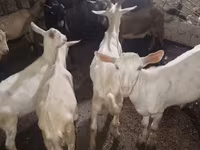 ছাগল, ছাগল — ছবি 1