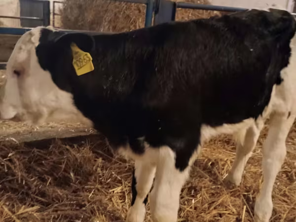 Byk, Simmental cattle