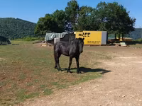 حصان, Friesian — الصورة 3