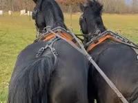 Pastuv, Hungarian horse breed — fotografija 3