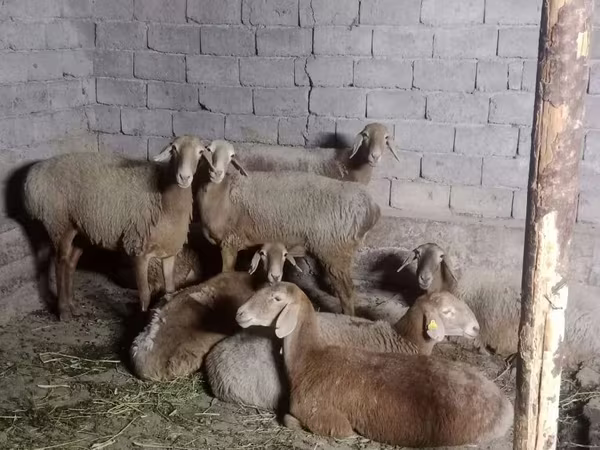 ვერძი, Arashan sheep
