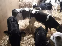 Skot (série, pohlaví neuvedeno), Simmental cattle — foto 1