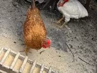 Chickens — picha 1