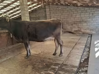 암소, Swiss cattle — 사진 8