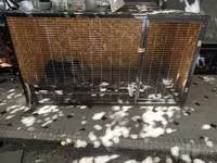 Chickens — foto 4