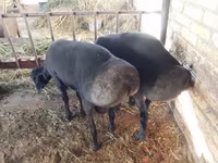 ஆண் ஆடு, ஆடுகள் — புகைப்படம் 2