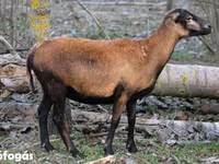 Ovca, Cameroon sheep — fotografija 1